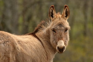 A light brown, miniature donkey with its ears perked up.