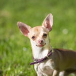 Chihuahua dog head close up looking