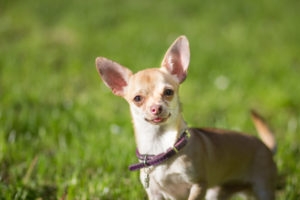Chihuahua dog head close up looking