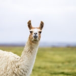 One isolated llama in the Altiplano