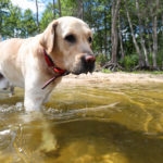 The dog is bathed in the clear water of the pond
