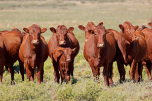 Small herd of red free-range cattle on a rural farm