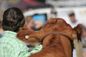 young boy leading show calf