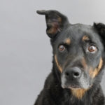 Doberman Mixed Breed Senior Dog with Ear perked up