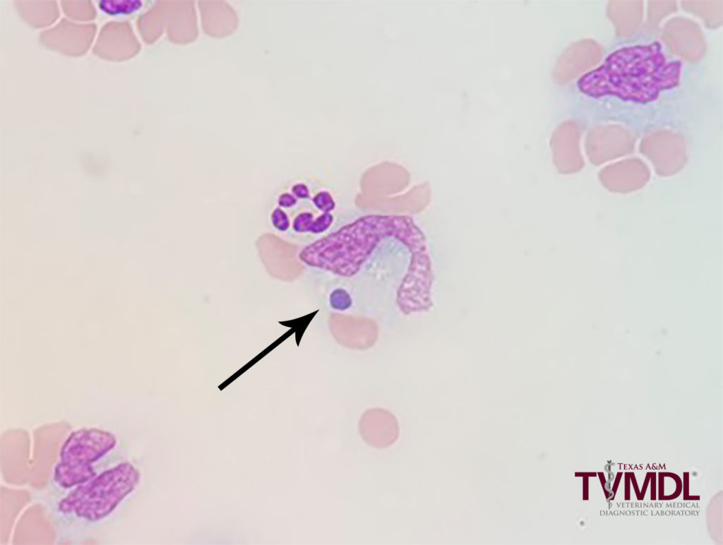 Cytology image of blood smear
