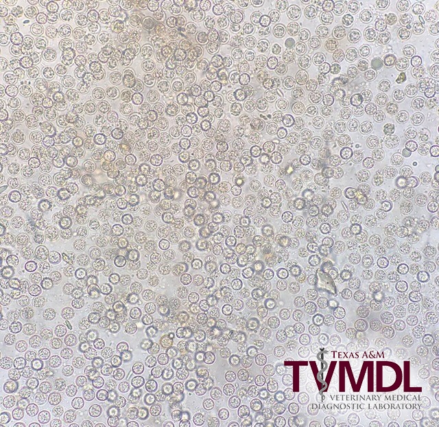 Tremendous numbers of Hammondia heydorni oocysts seen at 400x magnification. Recovered via zinc sulfate fecal floatation.