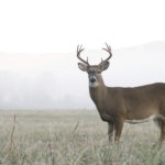 A whitetail buck stands at alert in an open meadow on a foggy morning in Tennessee