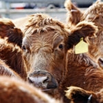 Close-up of the heads of curious Red Angus cattle during feeding time in an outdoor pen - dust from the hay and outdoor enclosure swrl in the air around their heads.