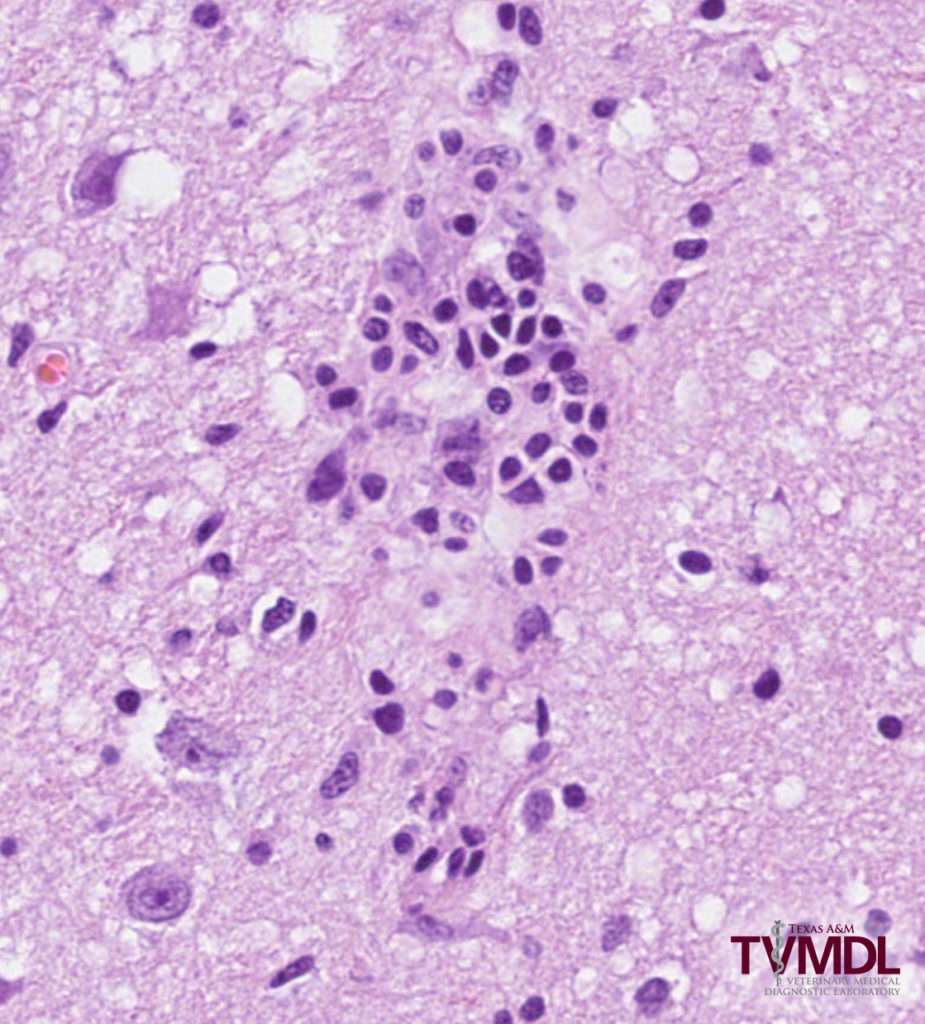 Figure 1. Photomicrograph depicting leukocytes present in nuclear areas of a brain sample submitted to TVMDL. 
