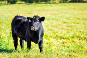 One black young cow, calf closeup grazing on pasture, green grass in Virginia farms countryside meadow field