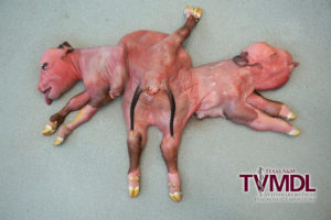 Conjoined twin calf fetus