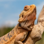 A relaxed Bearded Dragon lizard basking in the sunshine on an outdoor tree branch