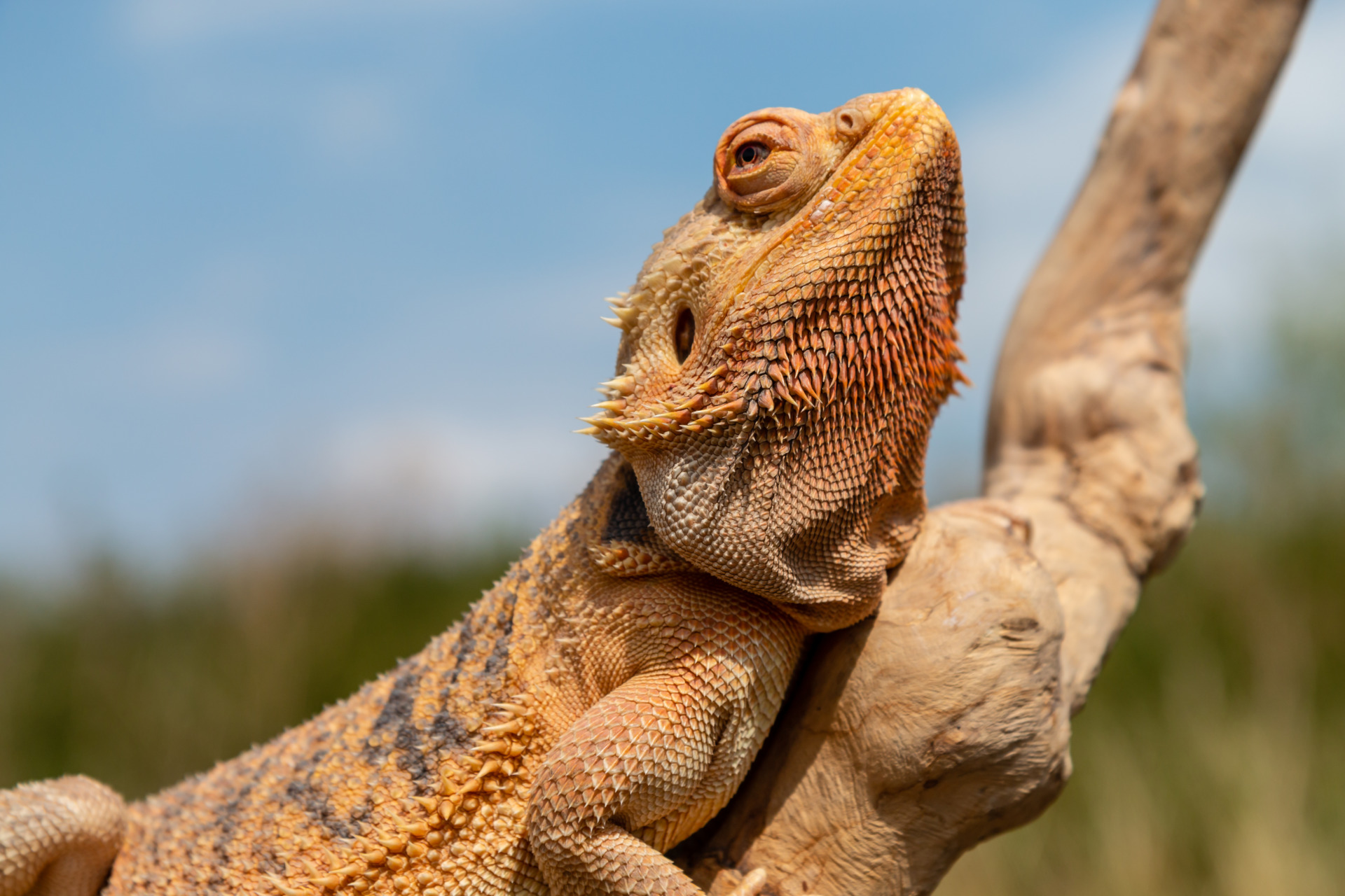 A relaxed Bearded Dragon lizard basking in the sunshine on an outdoor
