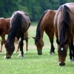 Four brown horses with black manes eating green grass