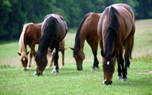 Four brown horses with black manes eating green grass