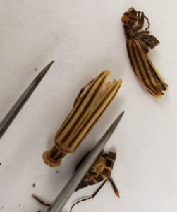 Three stripped blister beetles laying on white cloth