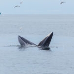 Bryde's whale, Eden's whale feeding small fish, Whale in gulf of Thailand.