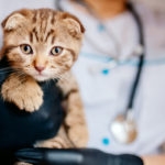 vet in black gloves holds a kitten in his hands. close up, pet