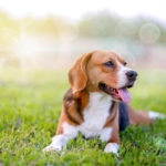 An adorable beagle dog sitting in the grass field.