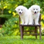 Low Angle View Of Great Pyrenees Dogs Relaxing On Chair In Yard