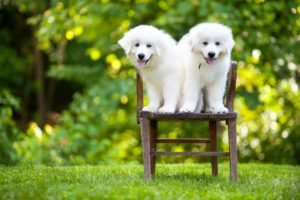 Low Angle View Of Great Pyrenees Dogs Relaxing On Chair In Yard