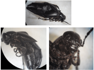 Three pictures of three-stripped blister beetles