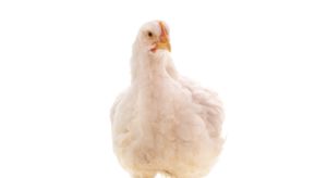 White chicken isolated on a white background.