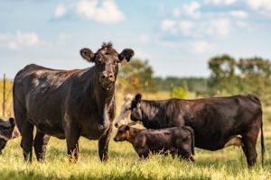 Angus cows and calves standing in green grass with blue sky