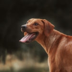 Rhodesian Ridgeback dog looking back while standing in field