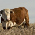 Hereford bull standing in brown grass
