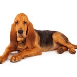 A cute young Bloodhound puppy laying down on a white background