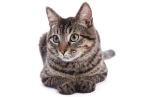 Portrait of a 10 month old domestic shorthair kitten with gray stripes laying down isolated on white background