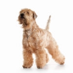 Irish soft coated wheaten terrier standing in front of white background