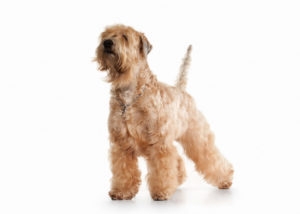 Irish soft coated wheaten terrier standing in front of white background