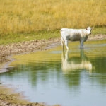 White cow standing in the shallow pond water