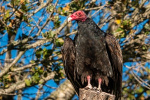 A turkey vulture (Cathartes aura), also know as a turkey buzzard, sits perched in a tree in the hills of Monterey in central California.