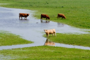 Cows on flooded farmland