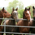 Four brown horses standing at silver gate