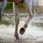 Gray horse hoofs in mud in paddock after the rain
