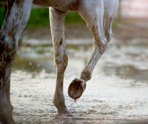 Gray horse hoofs in mud in paddock after the rain