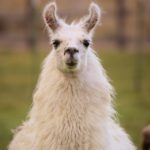 White llama staring at camera