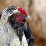 Houdan-Huhn (Gallus gallus domesticus) - Chicken