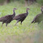 Small brown wild turkeys in green grass