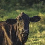 Black brangus cow standing in green grass