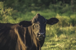 Black brangus cow standing in green grass