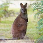 red necked wallaby standing in green grass next to bush