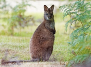red necked wallaby standing in green grass next to bush