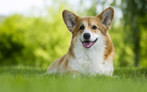 brown and white corgi laying in green grass