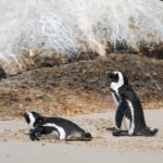 African Penguin (Spheniscus demersus) at Boulders Beach near Simons Town on the Cape Peninsula, South Africa, where you can find one of the few colonies of African Penguin