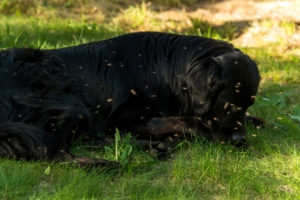 A black Newfoundland and Golden Retriever mixed breed dog surrounded by mosquitos